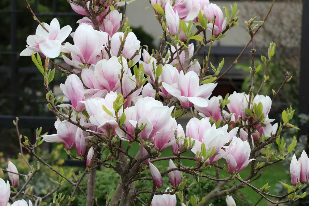 Trasplante de magnolias | Instrucciones en 11 pasos | Proteger el sistema raíz.