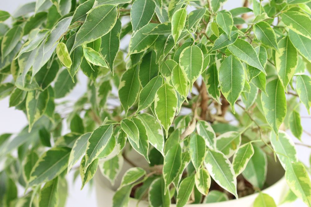 ¿Es Ficus benjamini venenoso? Información para niños, gatos, perros y pájaros.