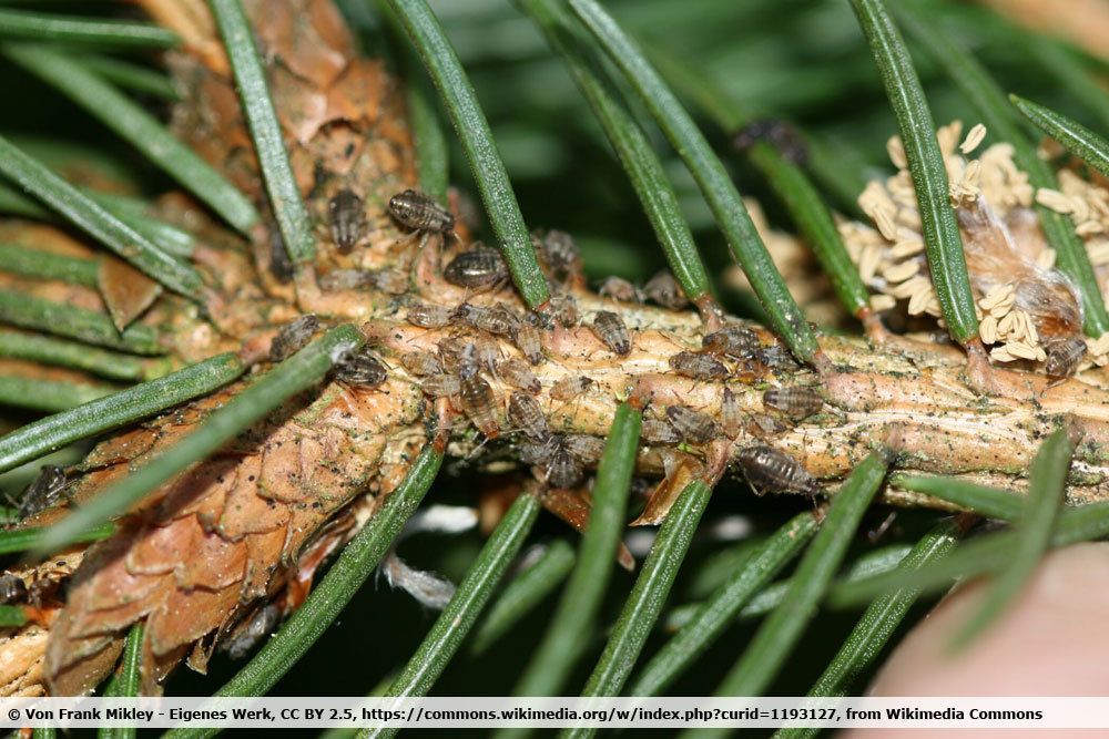 ¿Existen animales parecidos a las garrapatas: escarabajos o insectos? | reconocer garrapatas