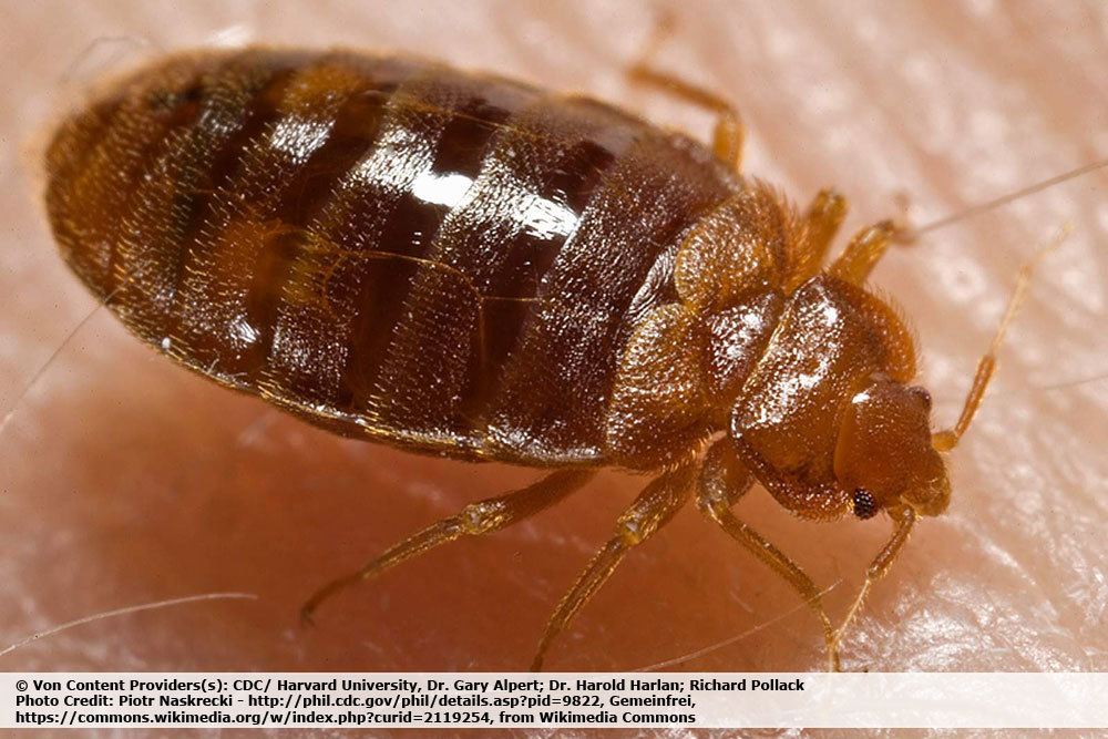 ¿Existen animales parecidos a las garrapatas: escarabajos o insectos? | reconocer garrapatas