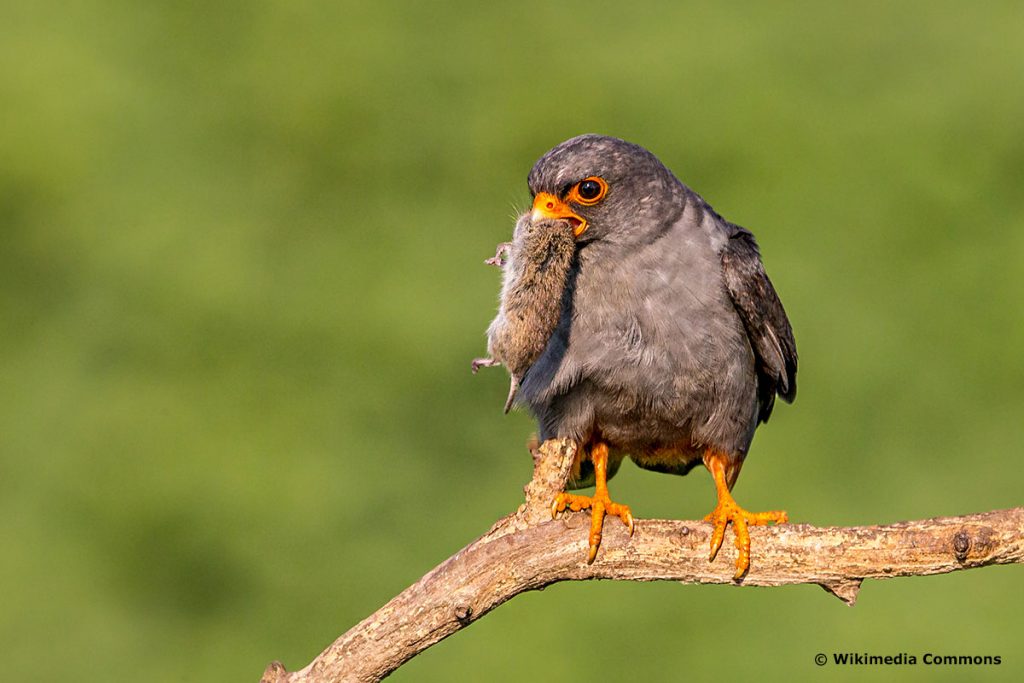 Reconocer pequeñas aves rapaces: 8 especies con imágenes