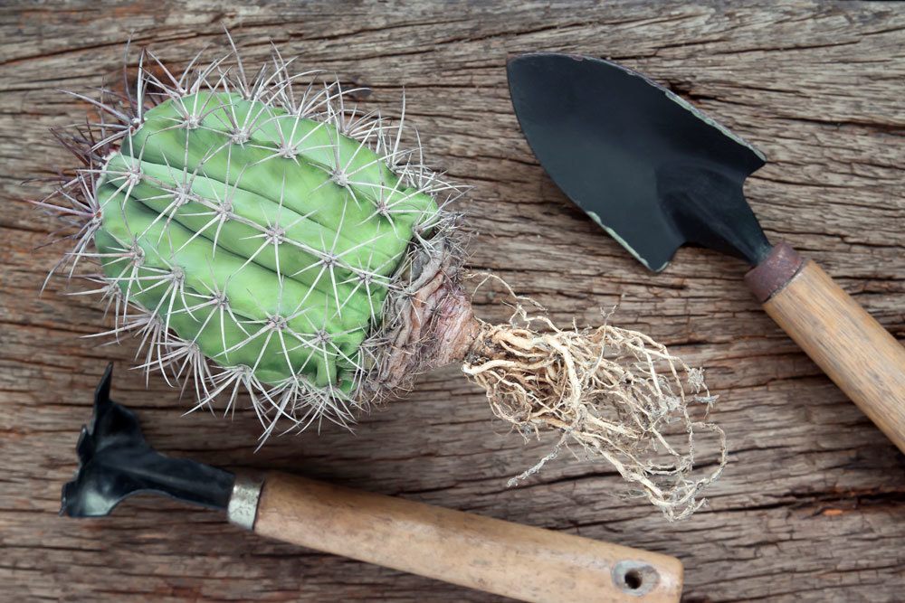 Cortar el cactus y replantarlo: así funciona