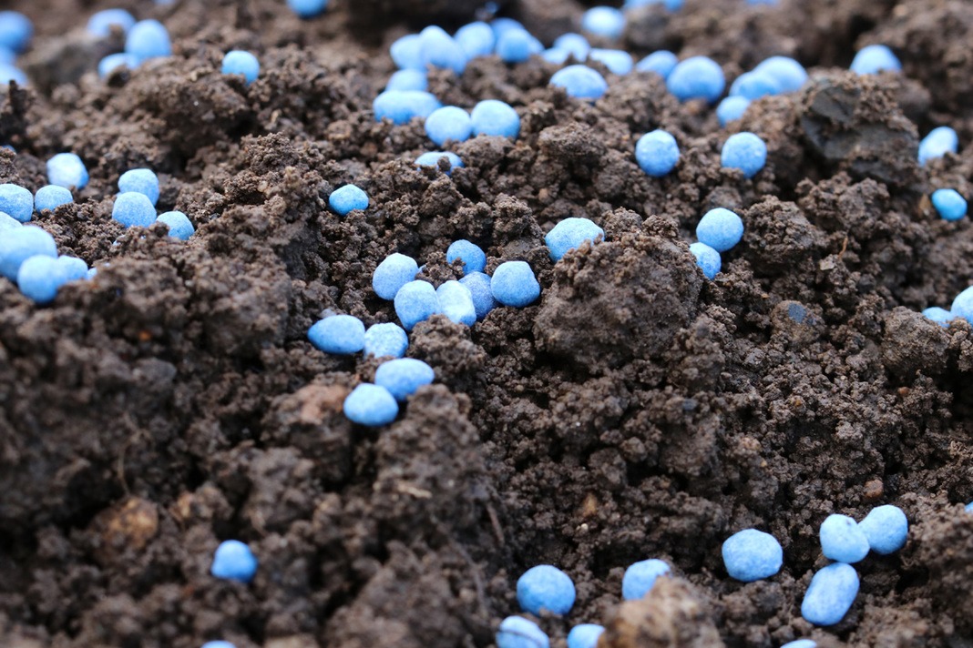Fertilizante de grano azul: ¿para qué utilizar? Información sobre la aplicación