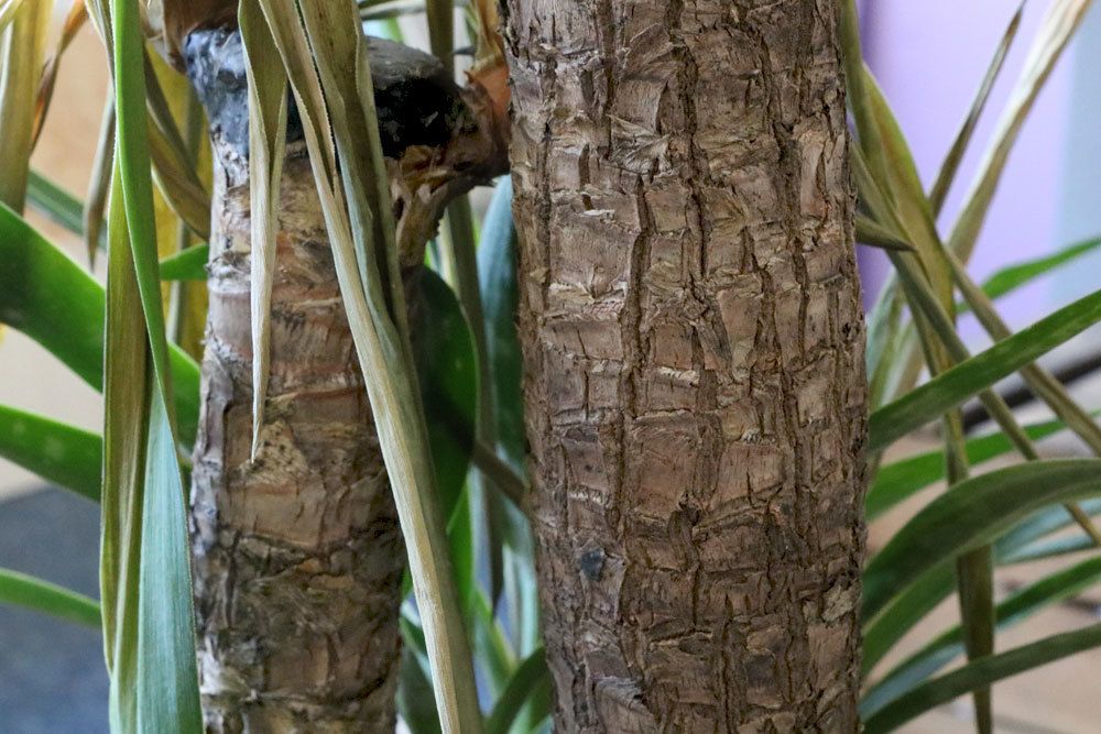 Cortar la palma de yuca: así es como se acorta correctamente el lirio de palma