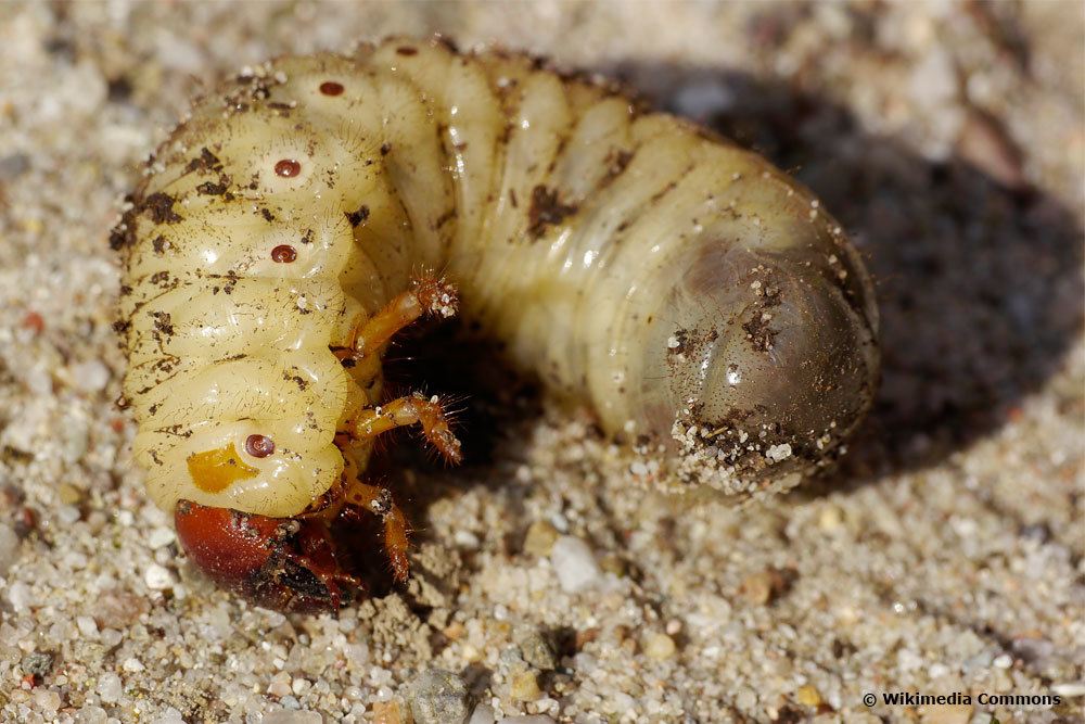 Identificar larvas: escarabajos de las rosas, abejorros y compañía