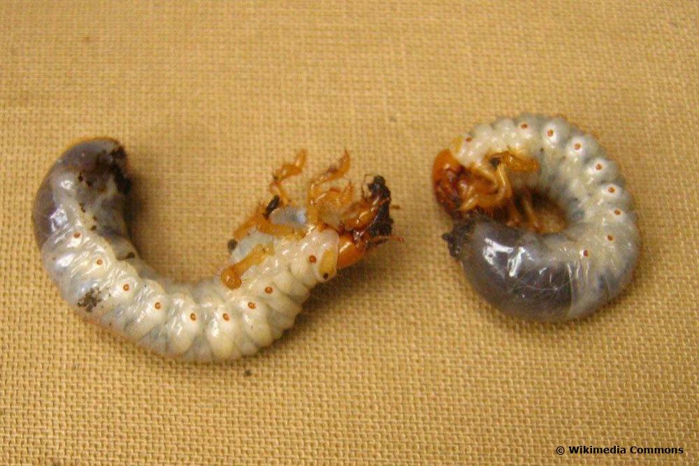 Identificar larvas: escarabajos de las rosas, abejorros y compañía