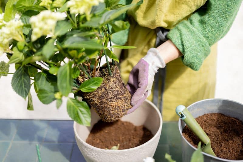 Fertilizar hortensias con posos de café.