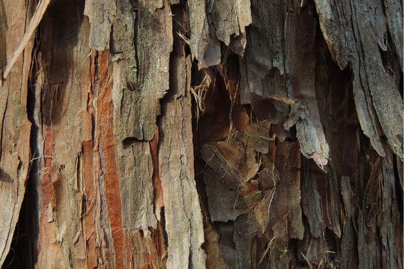 Aquí se explica cómo reparar la corteza de un árbol dañada