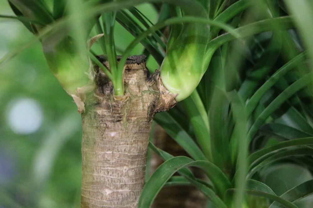 La palma de yuca tiene un tronco suave: esto es lo que le falta a tu lirio de palma