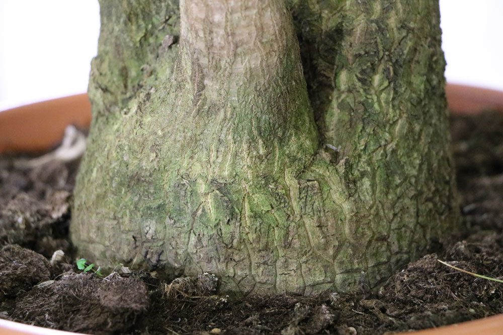 La palma de yuca tiene un tronco suave: esto es lo que le falta a tu lirio de palma