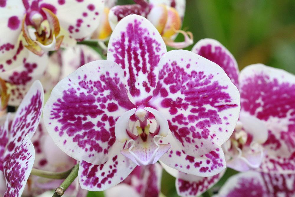 Hojas amarillas/manchas marrones en las orquídeas: ¿qué hacer?