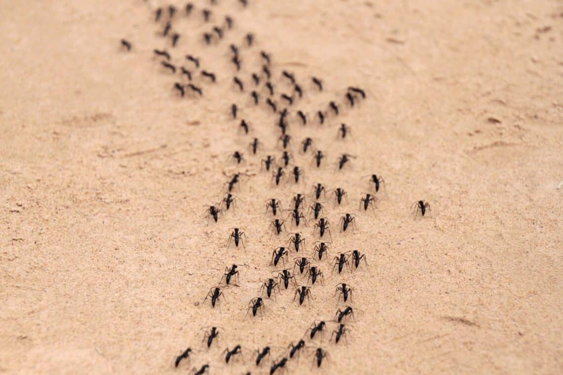 Hormigas en mampostería y paredes: ¿qué hacer?