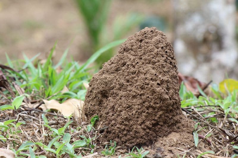 Hormigas en mampostería y paredes: ¿qué hacer?