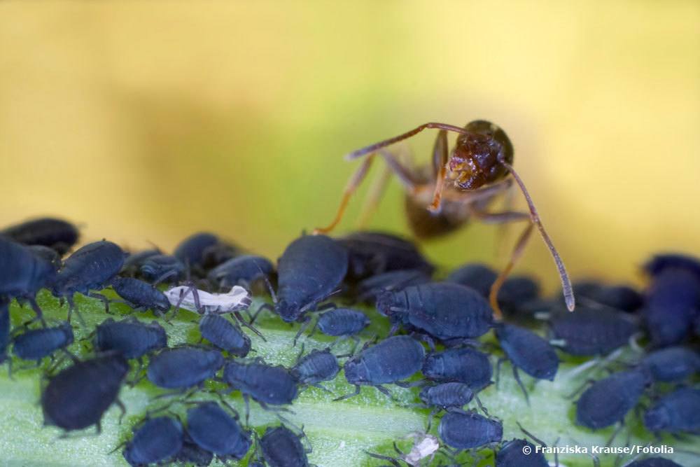 Hormigas en fresas | ¿Qué hacer si se produce una plaga de hormigas en las plantas de fresa?