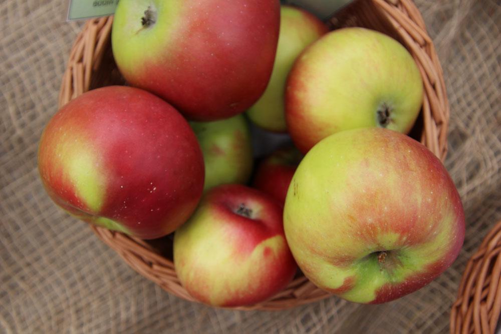15 variedades de manzanas dulces | Manzanas con mucho dulzor