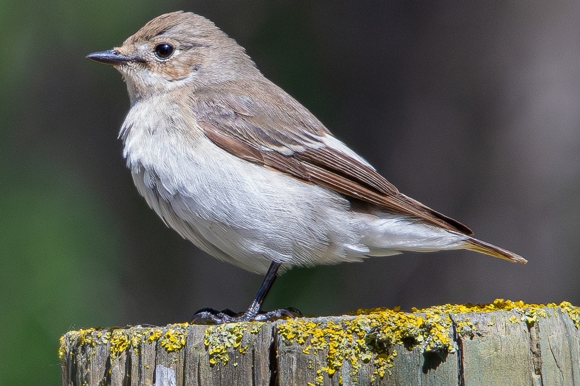 Colgar cajas nido: altura y dirección ideales para 17 especies de aves