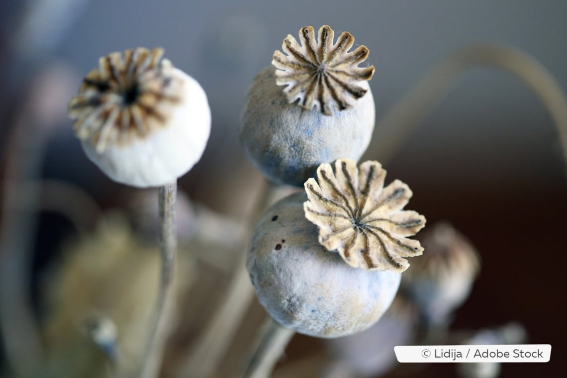 Cosecha de semillas de amapola: así se secan las cápsulas de semillas de amapola