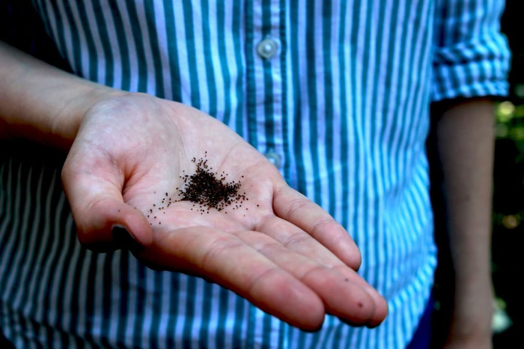 Cosecha de semillas de amapola: así se secan las cápsulas de semillas de amapola