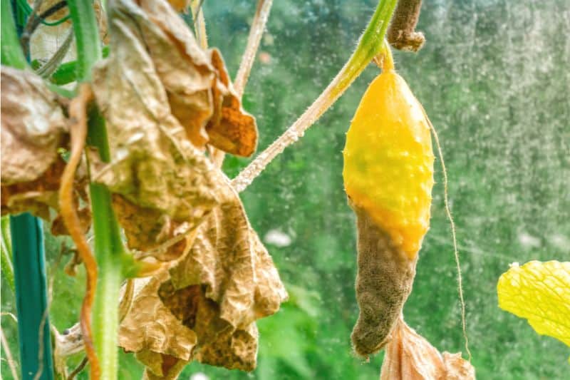Pepinos: ¿qué hacer si las hojas de pepino se vuelven marrones?