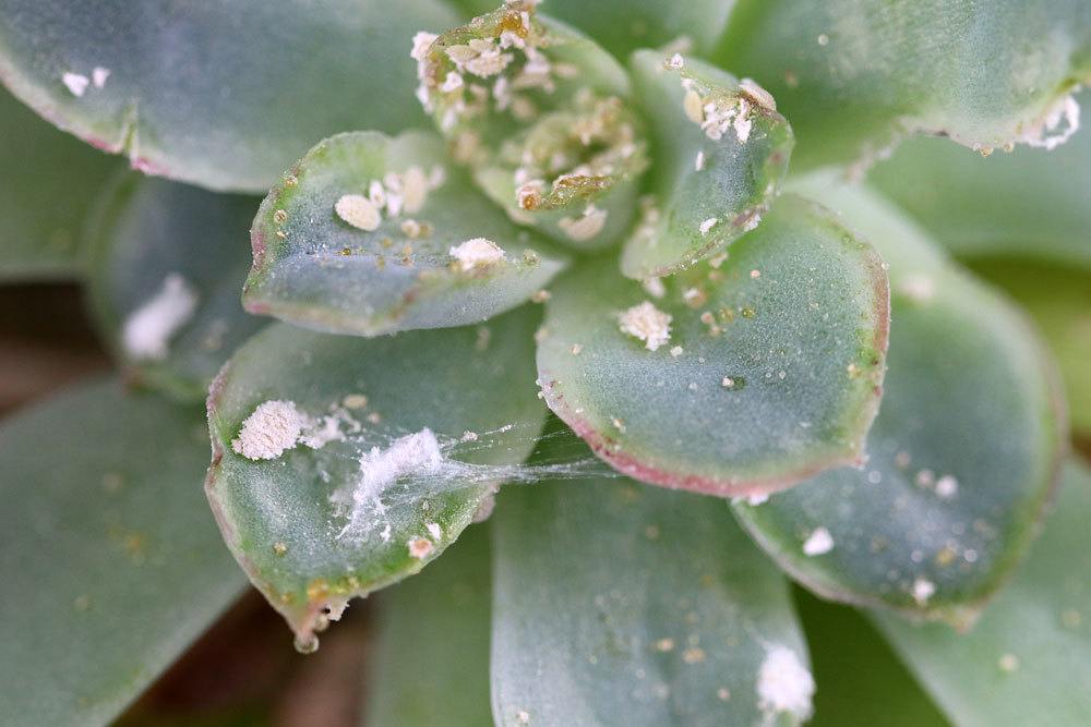 8 plagas comunes en las plantas de interior con una imagen