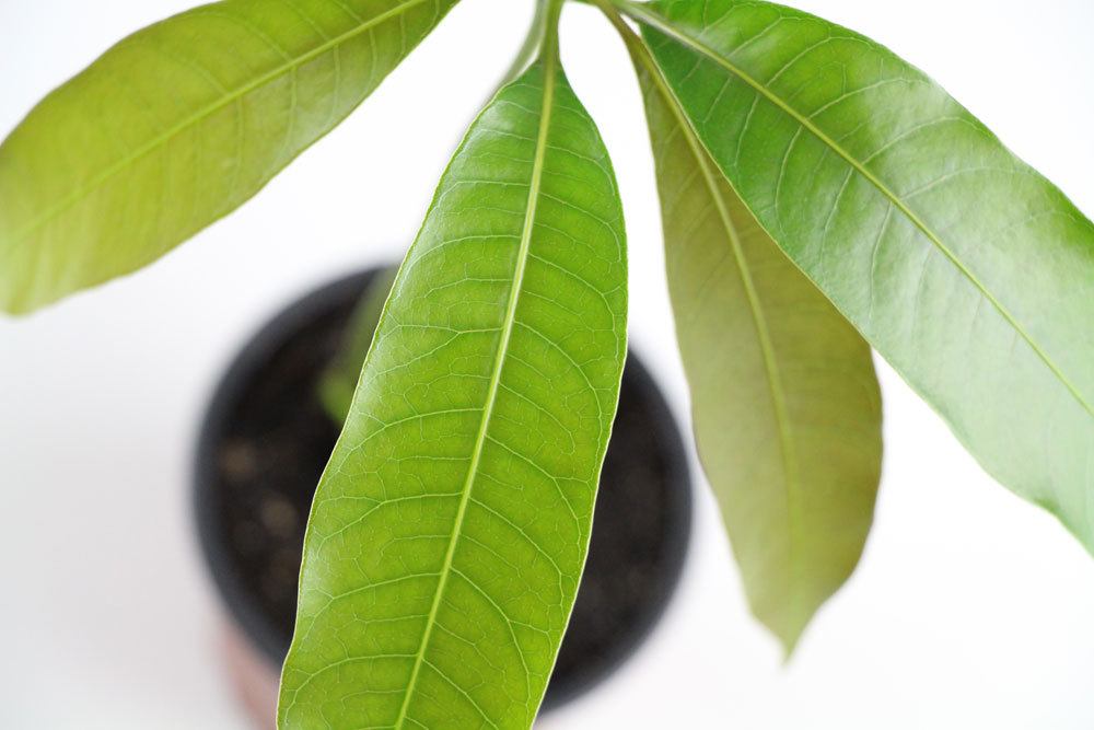 Plantar una semilla de mango: instrucciones para cultivar una planta de mango