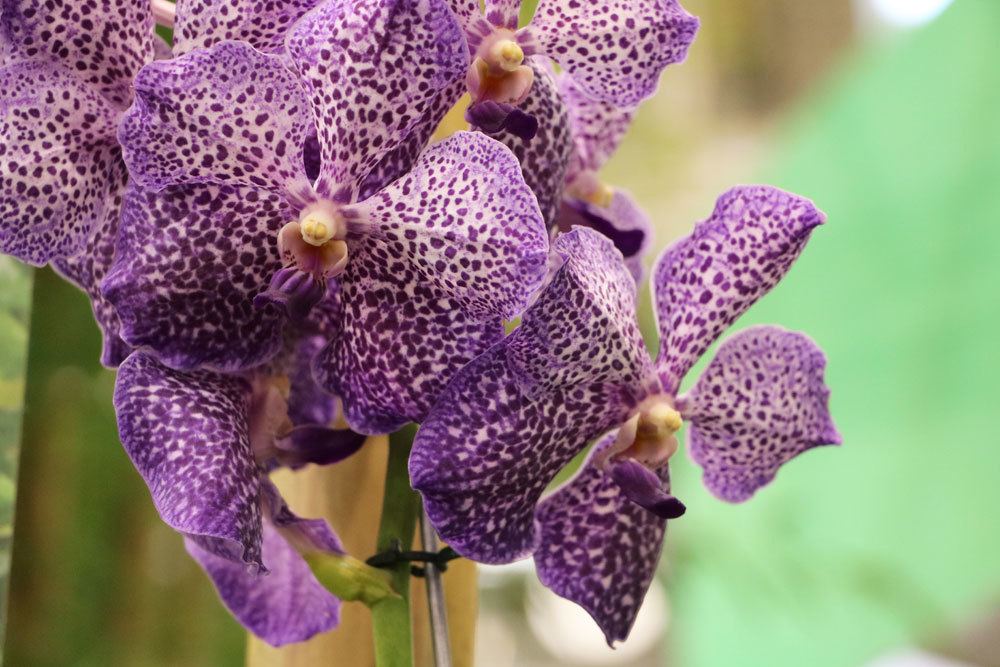 Fertilizar orquídeas – remedios caseros y fertilizante para orquídeas