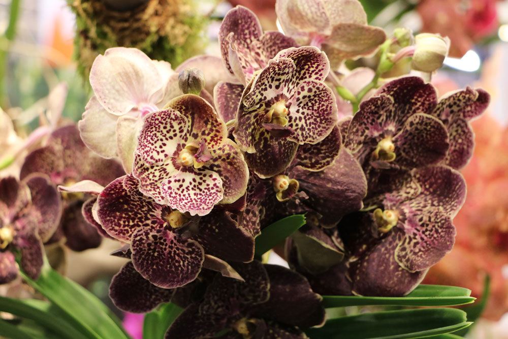 Fertilizar orquídeas – remedios caseros y fertilizante para orquídeas