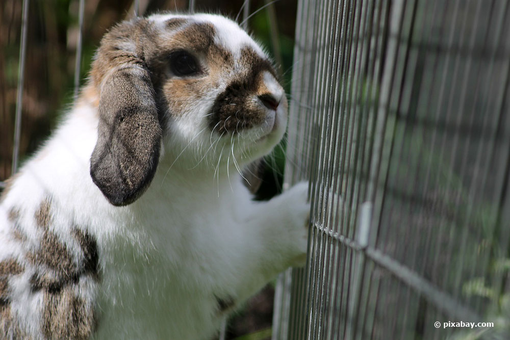 Deshacerse de los conejos del jardín: 3 métodos
