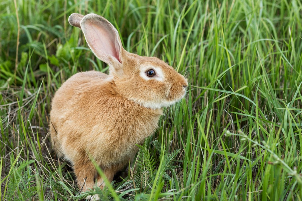Deshacerse de los conejos del jardín: 3 métodos
