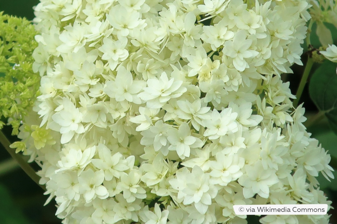 Variedades de hortensias: 28 tipos de hortensias para cada jardín