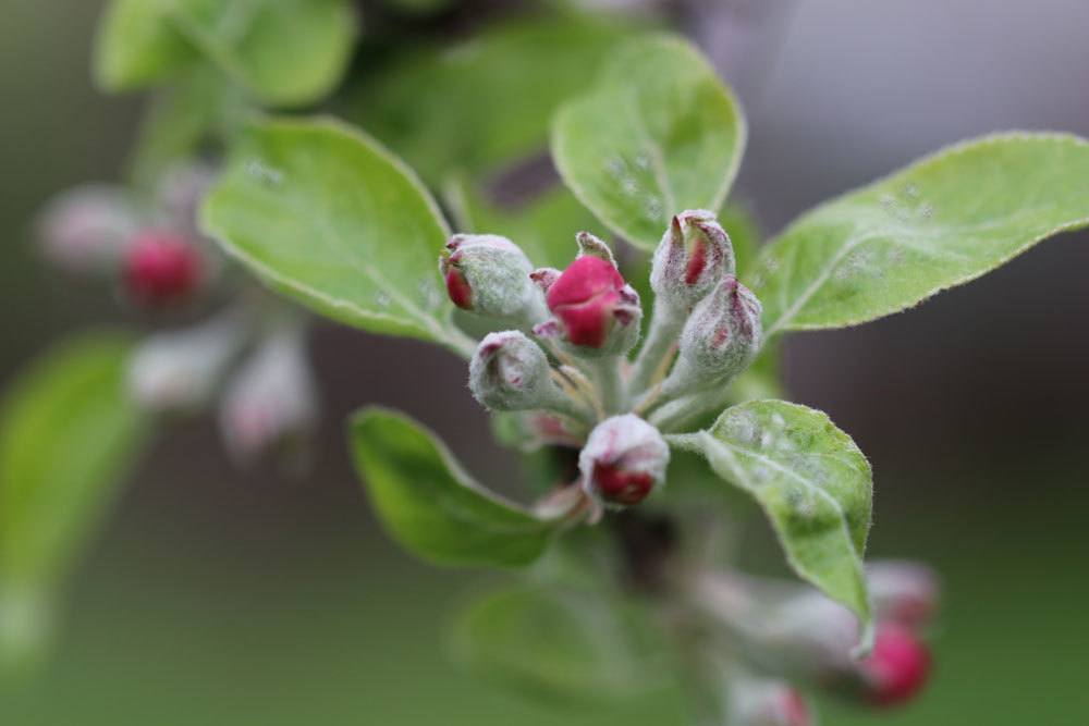 13 enfermedades comunes del manzano en la corteza, las hojas y los frutos