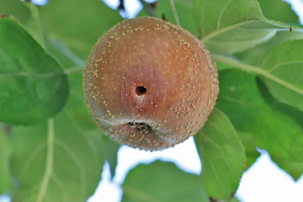 13 enfermedades comunes del manzano en la corteza, las hojas y los frutos