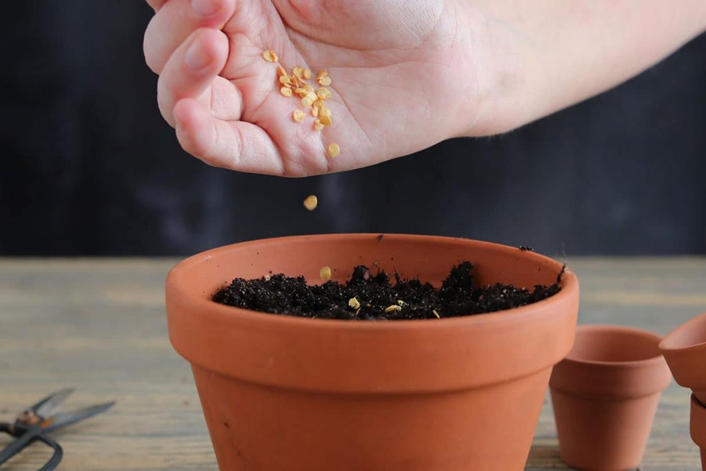 Simplemente extraiga las semillas de los pimientos comprados.