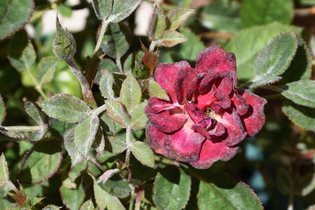 La rosa pierde repentinamente las hojas: 5 causas