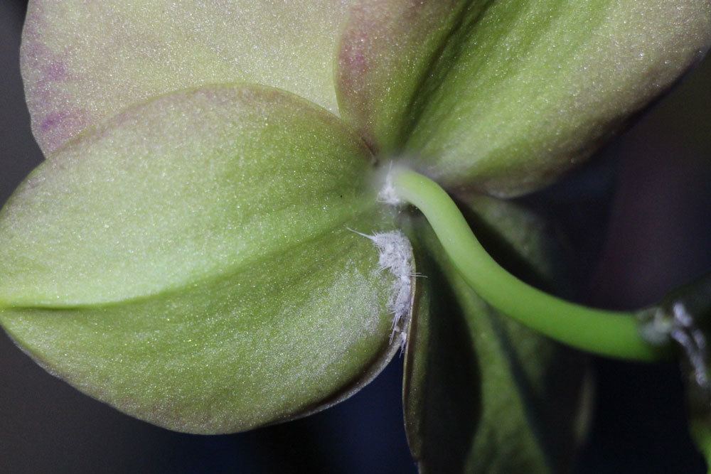 Los cogollos de las orquídeas se secan y se caen: ¿qué hacer?