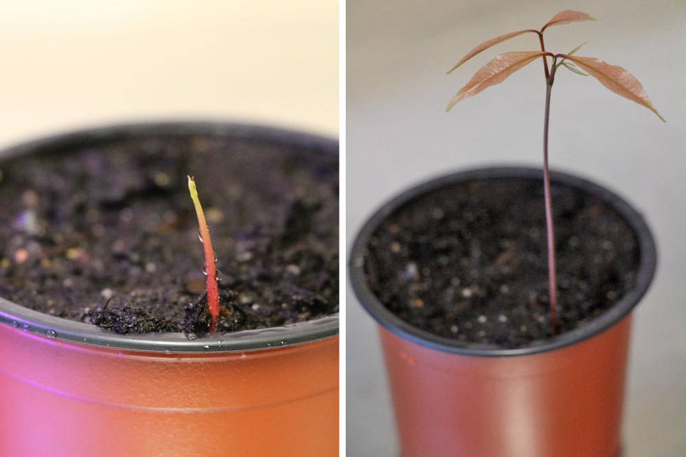 Cultivar un árbol de lichi: así es como cultivas tu propia planta de lichi