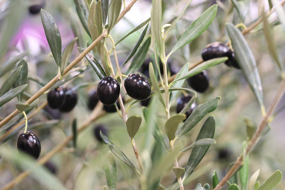 Las hojas del olivo se enrollan: ¿qué hacer? 10 posibles soluciones