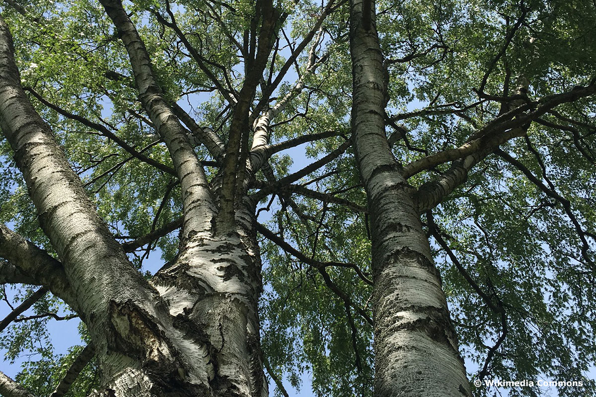 7 árboles nativos con corteza blanca con foto