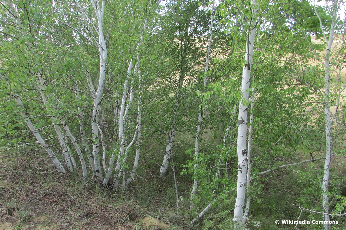 7 árboles nativos con corteza blanca con foto