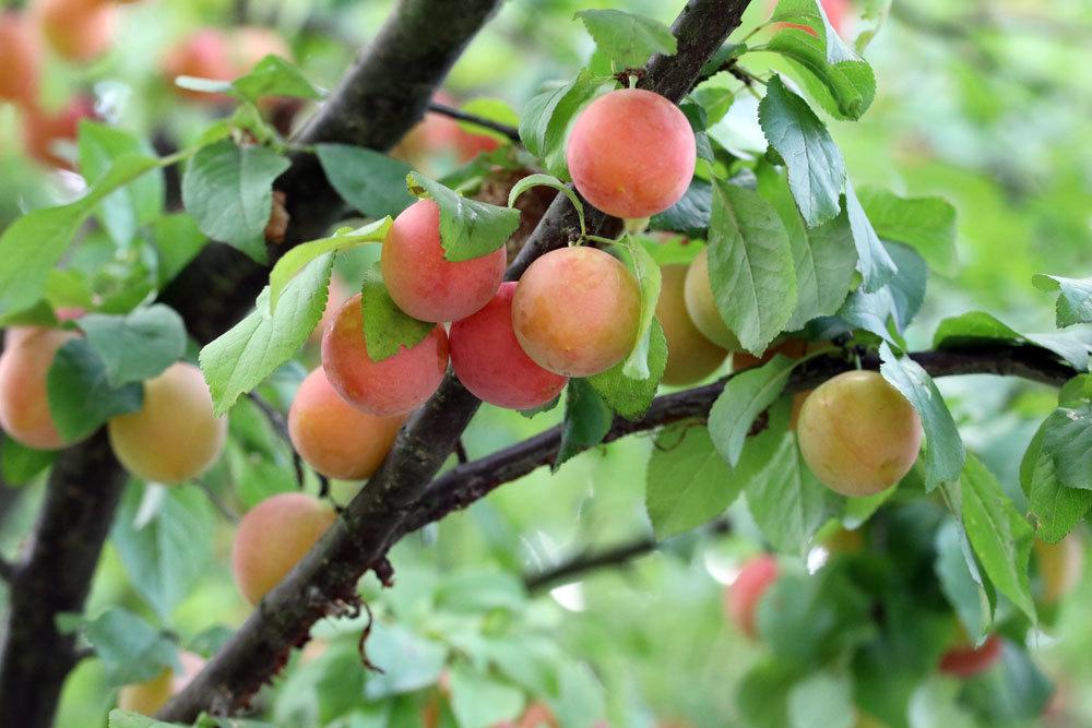 Árboles frutales de AZ: 18 especies para tu jardín