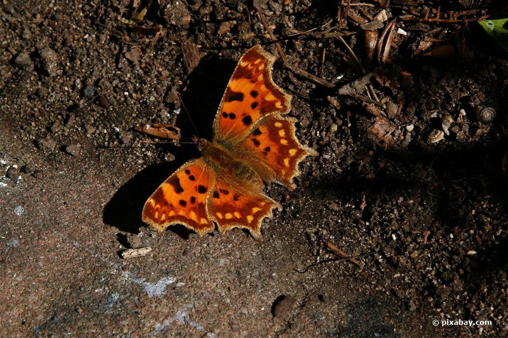11 especies de mariposas en Alemania: descripción general