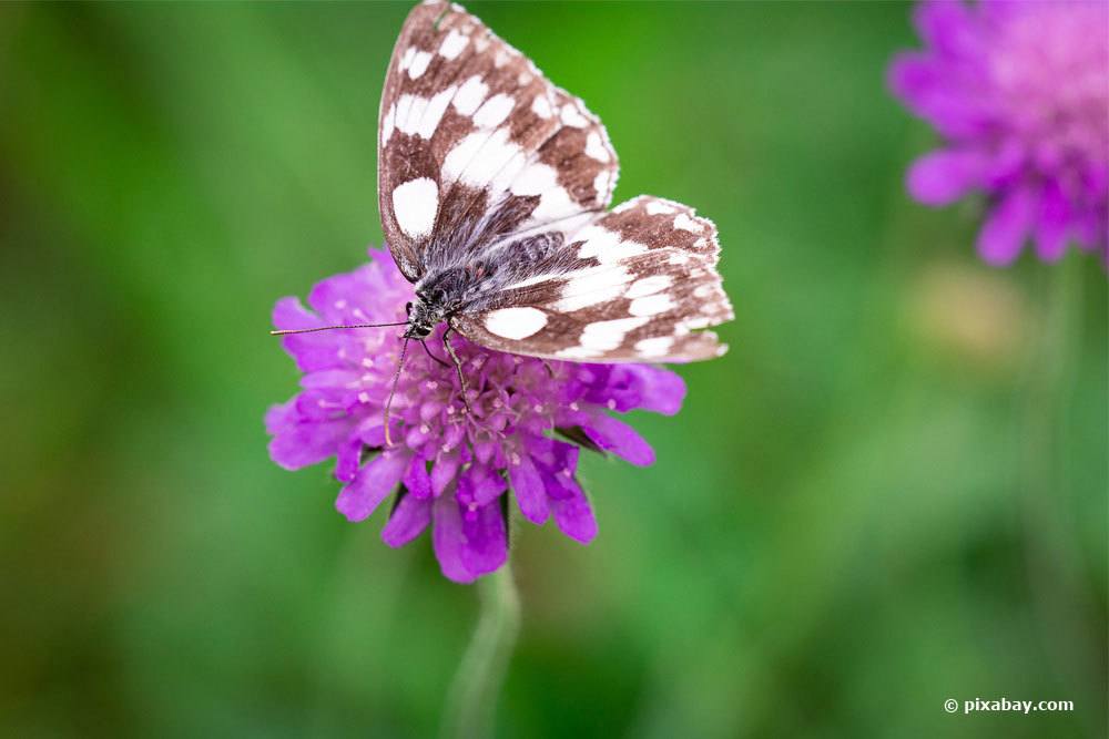 11 especies de mariposas en Alemania: descripción general