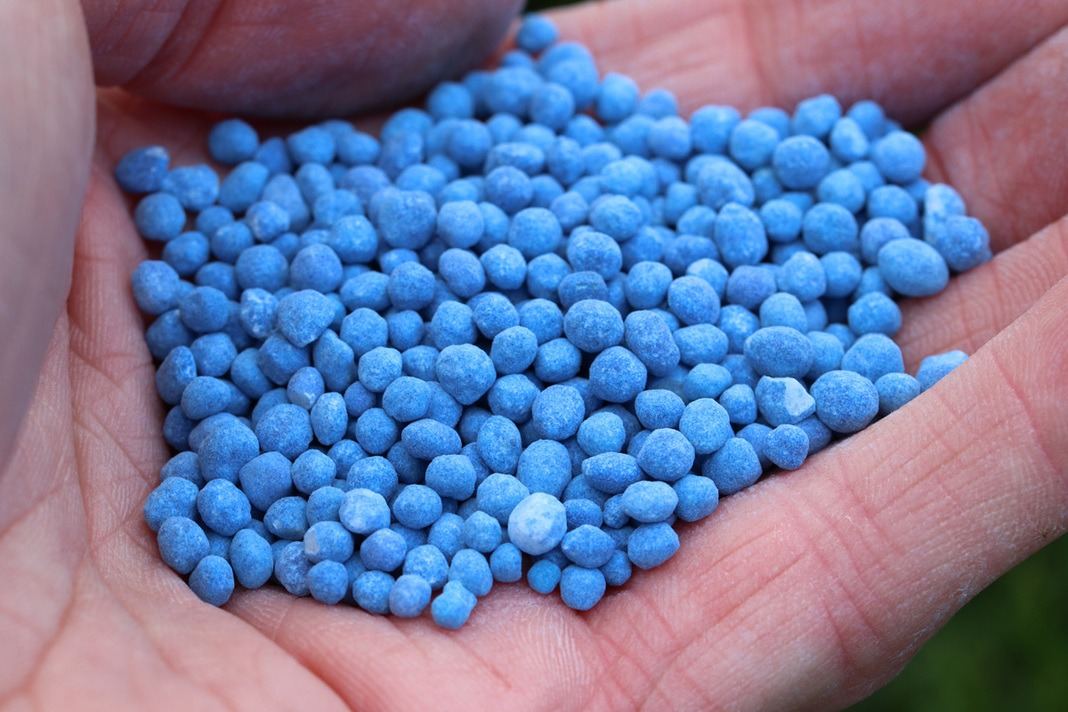 Fertilizante de grano azul: ¿para qué utilizar? Información sobre la aplicación