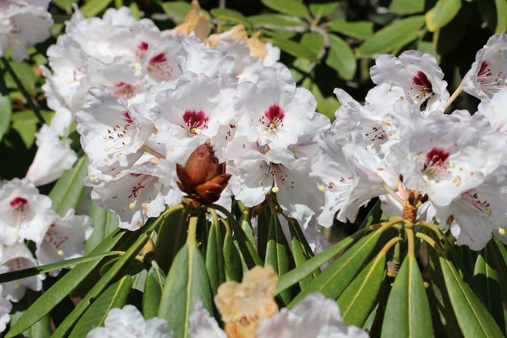 El rododendro deja hojas colgando: ¿qué hacer? Las hojas están flácidas