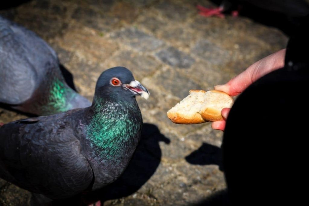 ¿Qué comen las palomas? | Nutrición de palomas