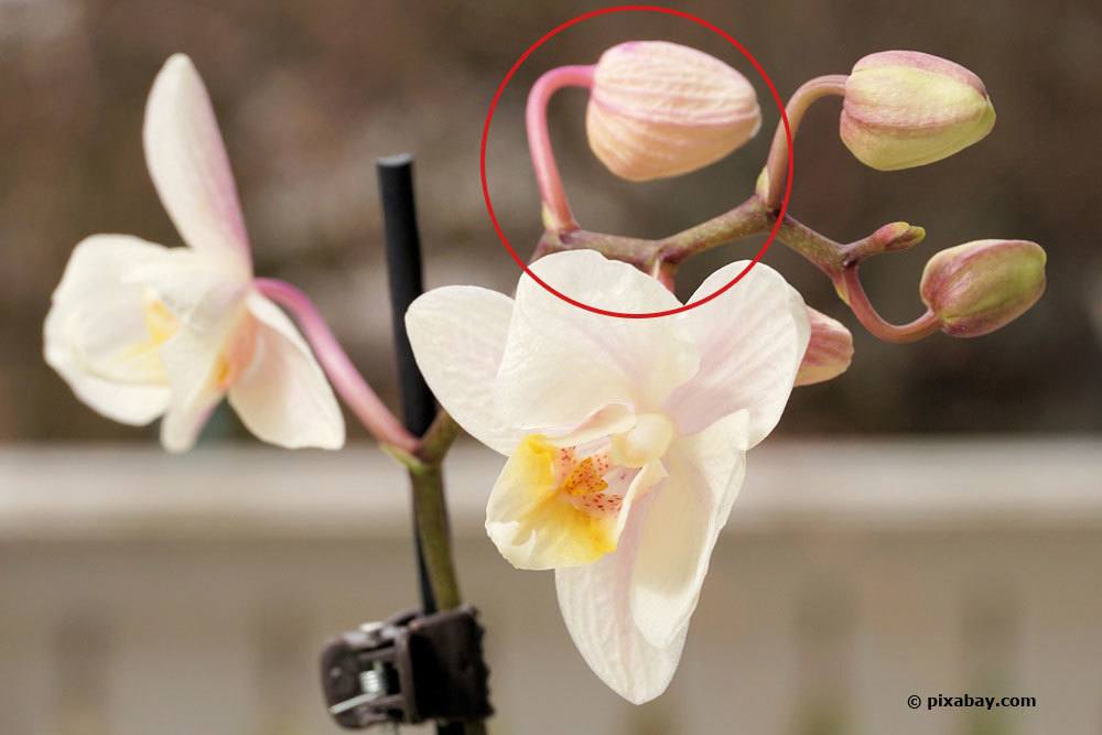 Enfermedades de las orquídeas - 12 hongos + problemas en las hojas con imágenes
