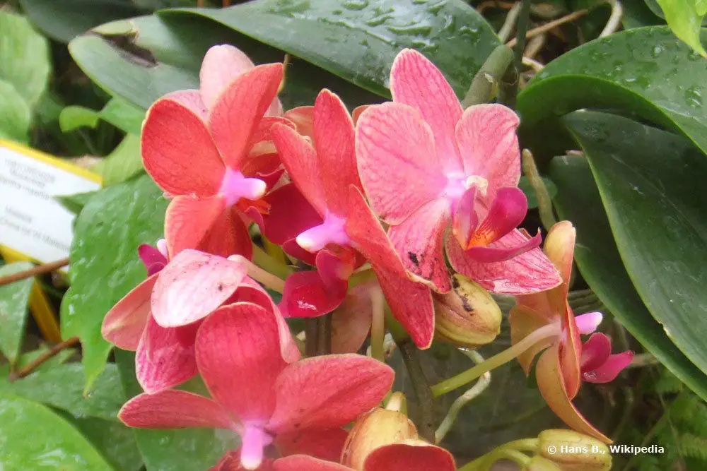 Enfermedades de las orquídeas - 12 hongos + problemas en las hojas con imágenes