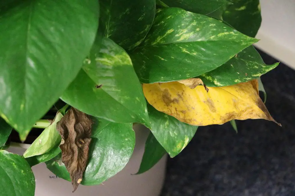 Hojas amarillas/puntas de hojas marrones en plantas de interior