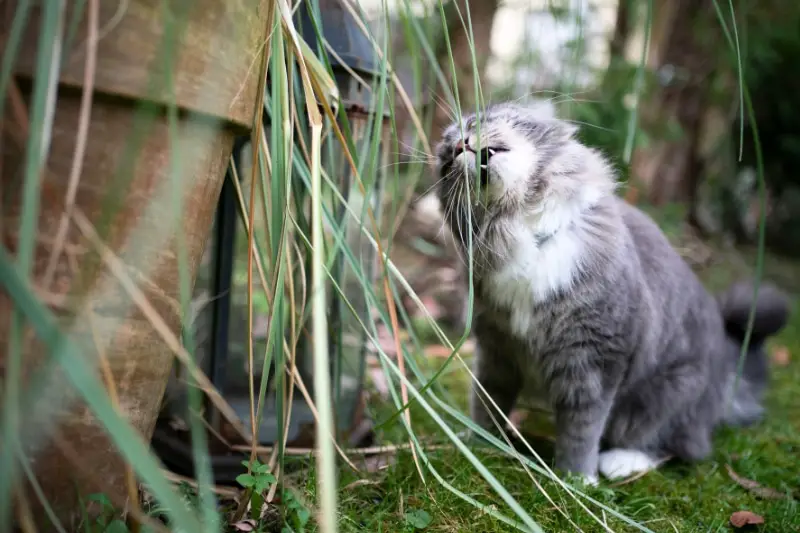 ¿La hierba de la pampa es venenosa o peligrosa para los gatos?