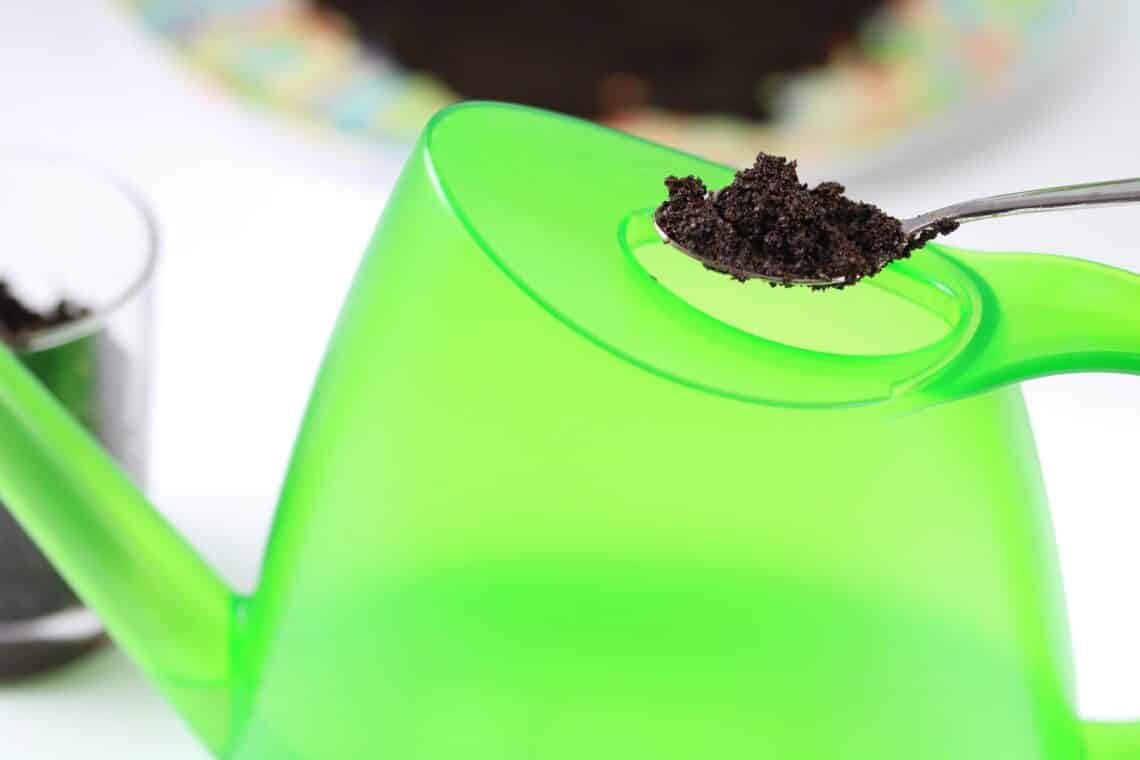 ¿Se puede fertilizar el skimmie con posos de café?